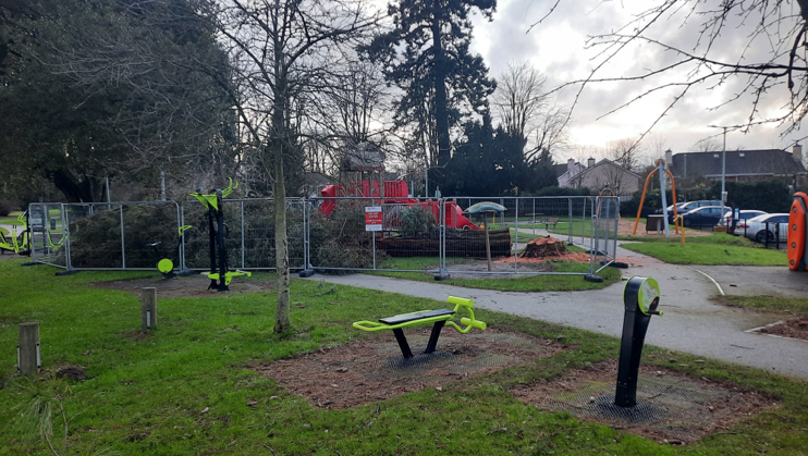 Felled Tree The People's Park Athy